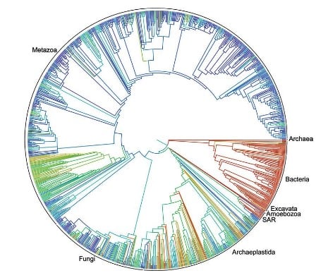 Figure 4 -Depiction of the ‘Tree of life’, showing the correlations between organisms (First comprehensive tree of life shows how related you are to millions of species)
