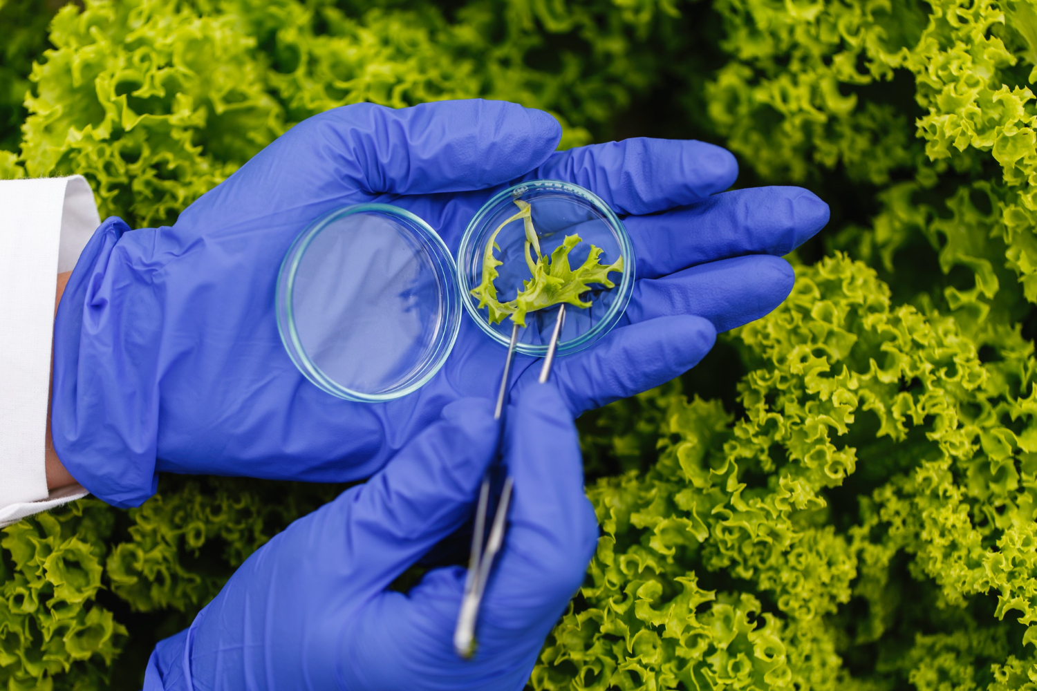 Biotechnology Solutions for Climate Change Challenges