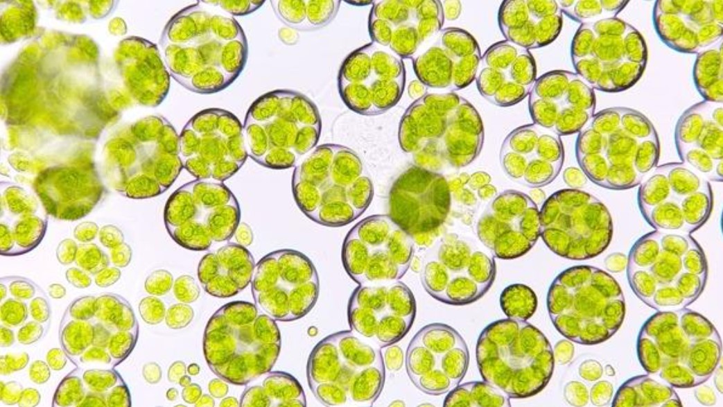 Figure 1 – Still image of the freshwater microalgae blooming under a microscope (Freshwater Microalgae Blooming Under Microscope Species Stock Photo 2401137651).