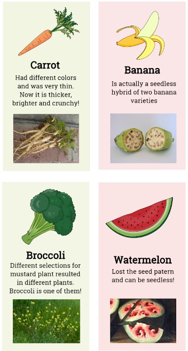 Figure 4 – Examples of domestication of fruits and vegetables (Pamplona, 2018).