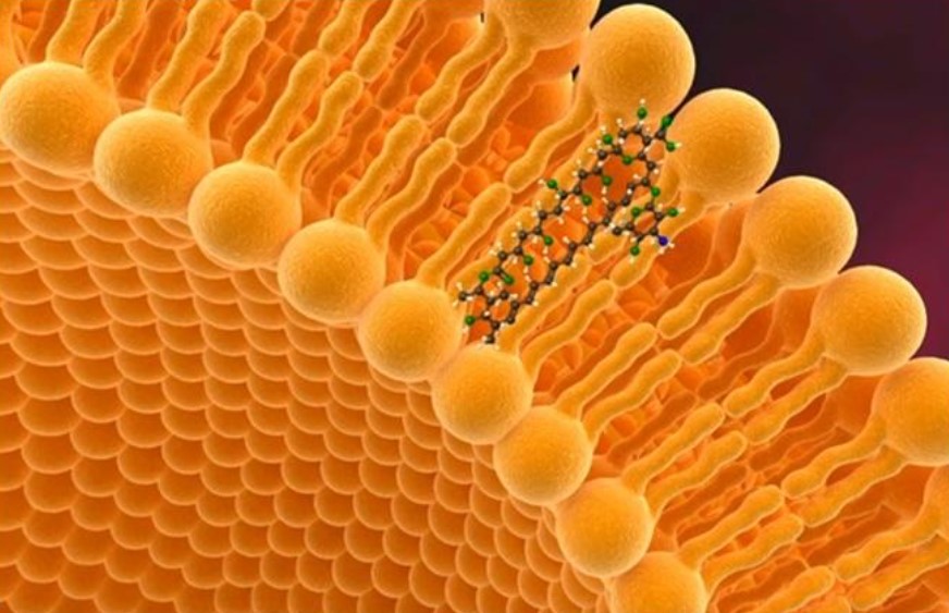 Figure 5 – Image of a liposome carrying a lipophilic cargo used in drug delivery (M.Sc, 2010).