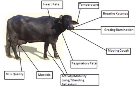 Image highlighting useful data collection points of a cow | Image source: (Sharma and Koundal, 2018)