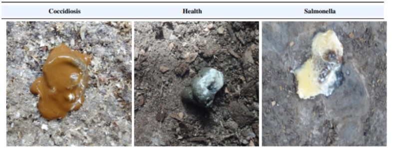Sample Images from the Fecal Image Dataset for the cases of coccidiosis, Healthy, and salmonella. Image source: (Degu and Simegn, 2023)
