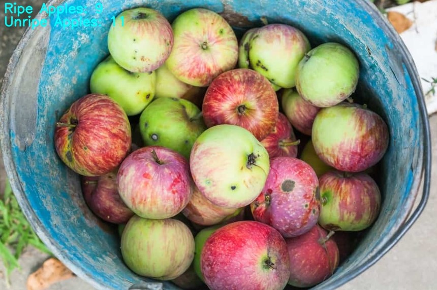 The output displays the count of ripe and unripe apples.